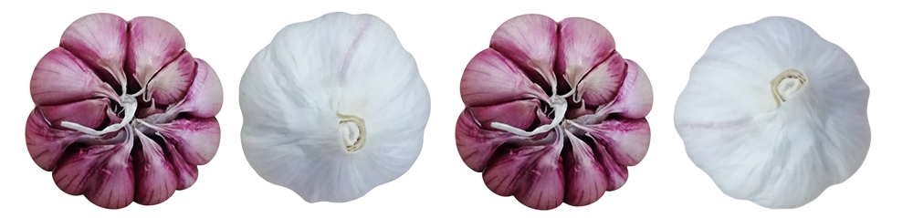 ajo morado de las pedroñeras