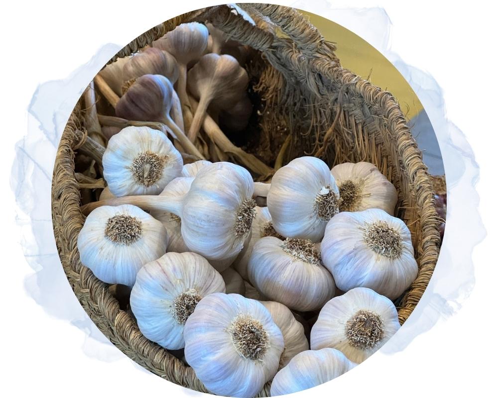 ajo morado de las pedroñeras