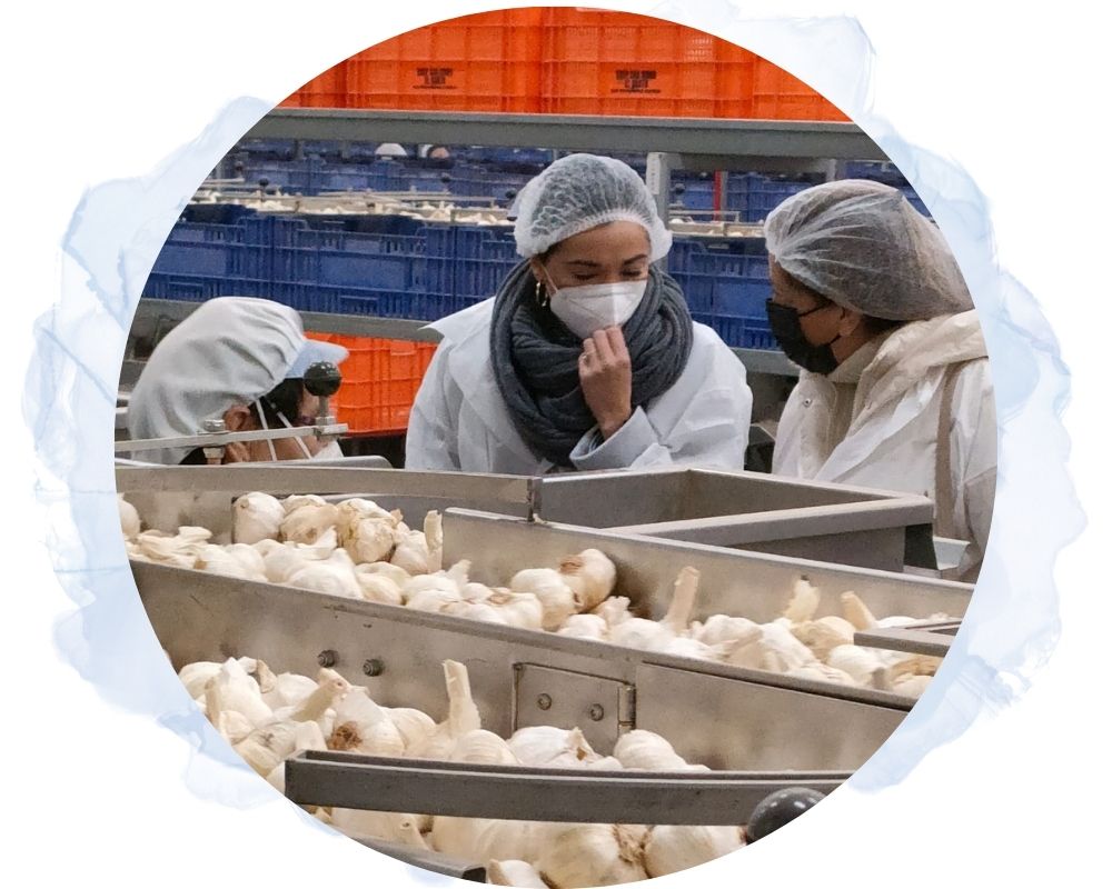 cooperativa el santo ajo morado